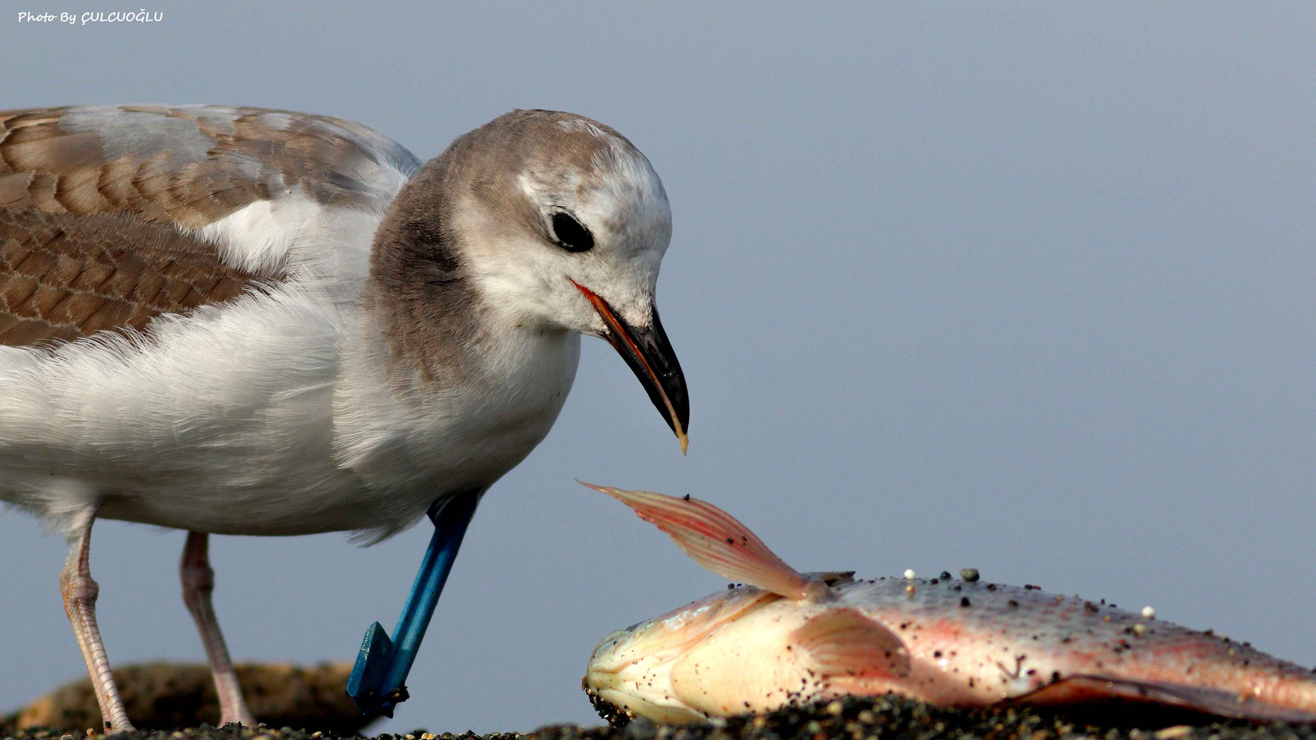 Sabine's Gull